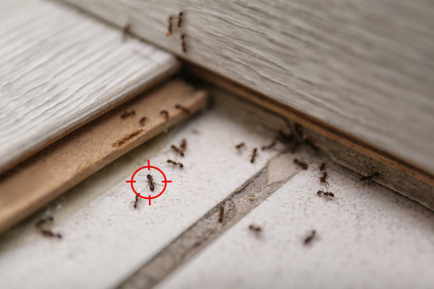Best Residential Pest Control  in Acworth, GA