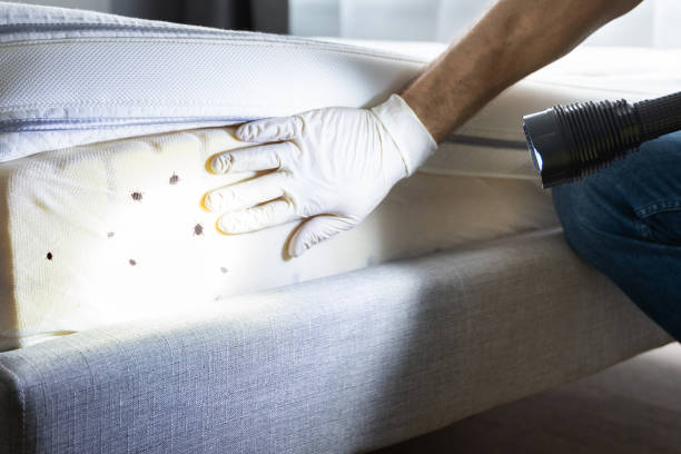 Best Rat Extermination Near Me  in Acworth, GA